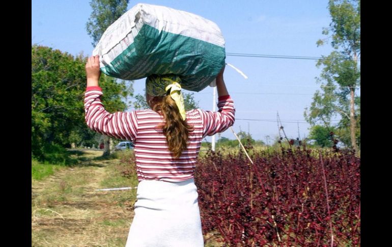 El Seguro de Vida para Jefas de Familia está enfocado a madres solas en condición de pobreza. ARCHIVO /