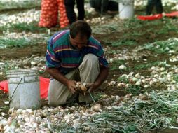 Buscarán explorar la expotación de productos agrícolas al mercado europeo y asiático. ARCHIVO /