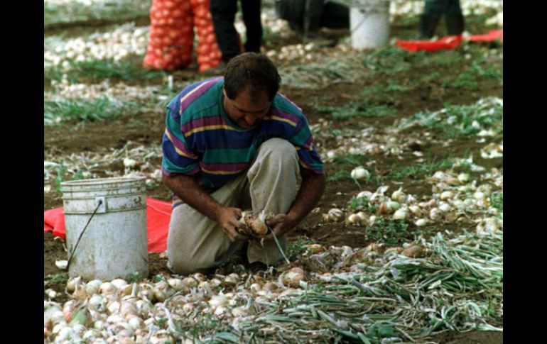 Buscarán explorar la expotación de productos agrícolas al mercado europeo y asiático. ARCHIVO /