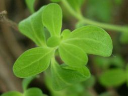 De igual forma, se busca aplicar esta tecnología de cultivo in vitro en otras plantas. ESPECIAL /