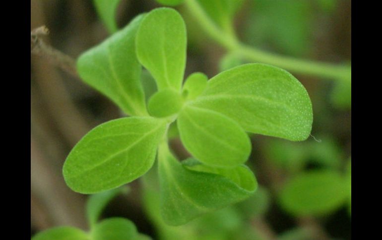 De igual forma, se busca aplicar esta tecnología de cultivo in vitro en otras plantas. ESPECIAL /