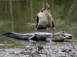 La población de caimanes en el estado de Florida supera el millón de ejemplares. ARCHIVO /