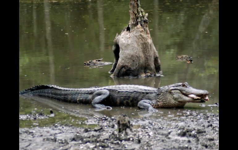 La población de caimanes en el estado de Florida supera el millón de ejemplares. ARCHIVO /