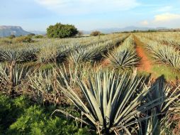 El desecho de tequila vertido en ríos y arroyos impide la entra de luz y absorbe el oxígeno, matando a los peces. ARCHIVO /