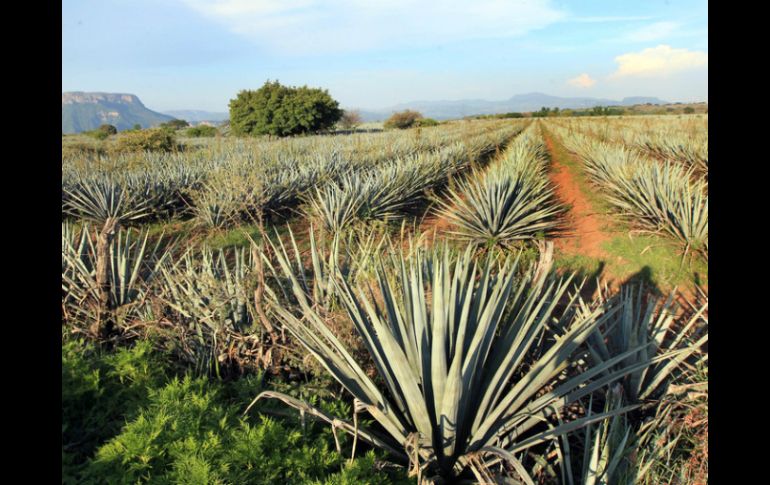 El desecho de tequila vertido en ríos y arroyos impide la entra de luz y absorbe el oxígeno, matando a los peces. ARCHIVO /