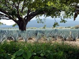 Indican que si bien se sabe de las descargas de las industrias tequileras, no se resiente polución en la comunidad. ARCHIVO /