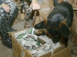 Especialistas con perros entrenados revisan el Parlamento para comprobar la amenaza. ARCHIVO /