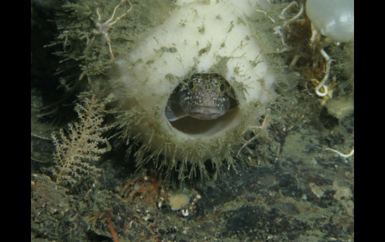 Se conocen unas 500 especies de  esponjas vítreas, o hexactinélidos. EFE /