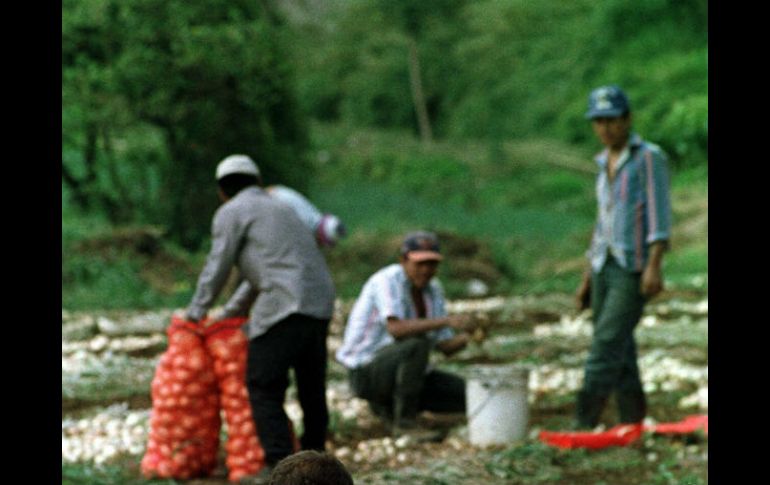 El estudio incluye una propuesta para que zonas agrícolas de Jalisco tengan un esquema de protección. ARCHIVO /