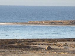 Se inició la recolección de ampolletas que contienen 1.8 mililitros de solución inyectable que se encontraban en la playa. ARCHIVO /