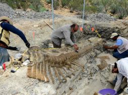 Las 50 vértebras excavadas permanecen unidas entre sí como cuando el dinosaurio habitaba el planeta. SUN /