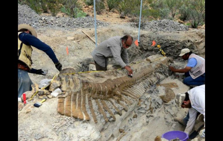 Las 50 vértebras excavadas permanecen unidas entre sí como cuando el dinosaurio habitaba el planeta. SUN /