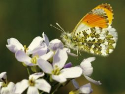 Las mariposas y otros insectos desempeñan un papel muy importante al favorecer la polinización. EFE /