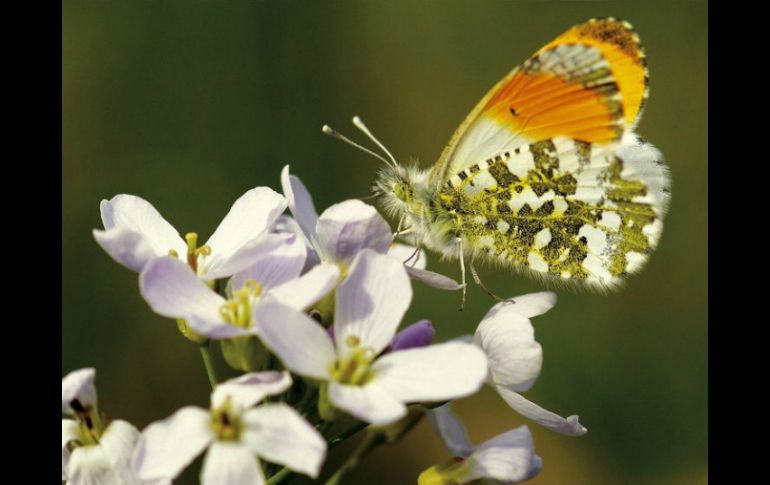 Las mariposas y otros insectos desempeñan un papel muy importante al favorecer la polinización. EFE /