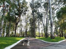 Hoy, los tapatíos deben recorrer en promedio cuatro kilómetros para llegar a su parque más cercano; buscan reducirlo a uno en 2024. ARCHIVO /