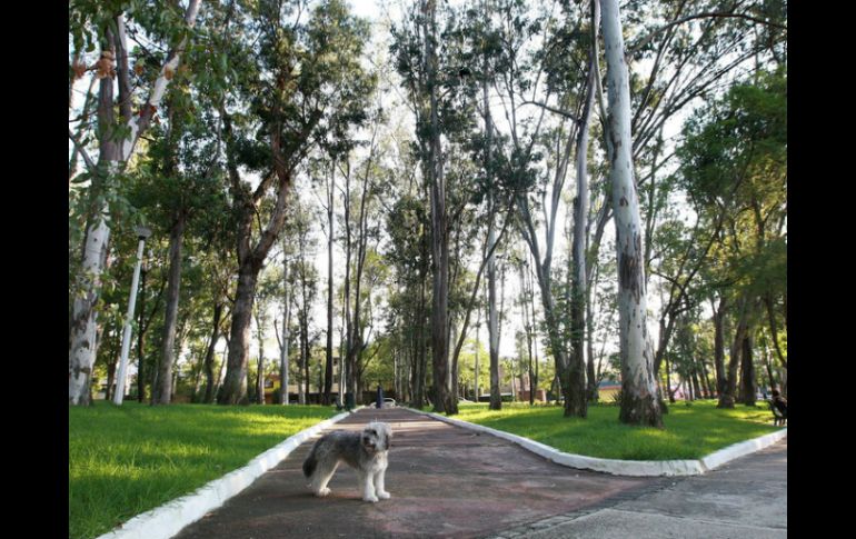 Hoy, los tapatíos deben recorrer en promedio cuatro kilómetros para llegar a su parque más cercano; buscan reducirlo a uno en 2024. ARCHIVO /