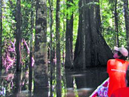 Un sinfín de bondades están a punto de perderse para siempre si dejamos que ese bosque se destruya. ESPECIAL /