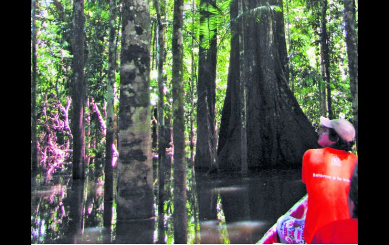 Un sinfín de bondades están a punto de perderse para siempre si dejamos que ese bosque se destruya. ESPECIAL /