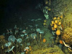 Un tercio de la biodiversidad de los lechos marinos polares está amenazada por el cambio climático. EFE /