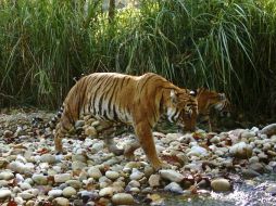 Pareja de tigres en el Parque Nacional de Chitwan. La meta es duplicar la población de estos felinos para el año 2022. EFE /