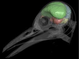 Representación en 3D de la cavidad craneal del pájaro carpintero dorado (Melanerpes aurifrons), utilizada en la investigación. EFE /