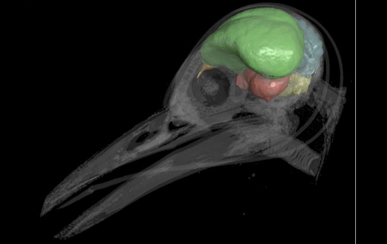 Representación en 3D de la cavidad craneal del pájaro carpintero dorado (Melanerpes aurifrons), utilizada en la investigación. EFE /