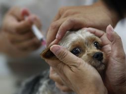 Mascotas y humanos fueron vacunados desde las primeras señales de alerta en el país de Oriente. AP /