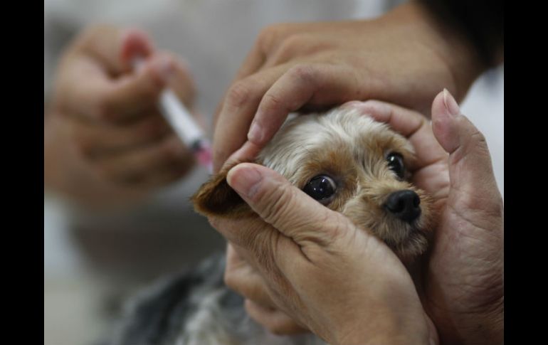 Mascotas y humanos fueron vacunados desde las primeras señales de alerta en el país de Oriente. AP /