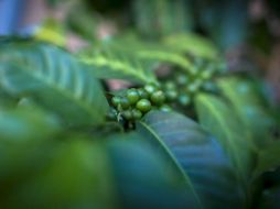 Detalle de una planta de café. ARCHIVO /