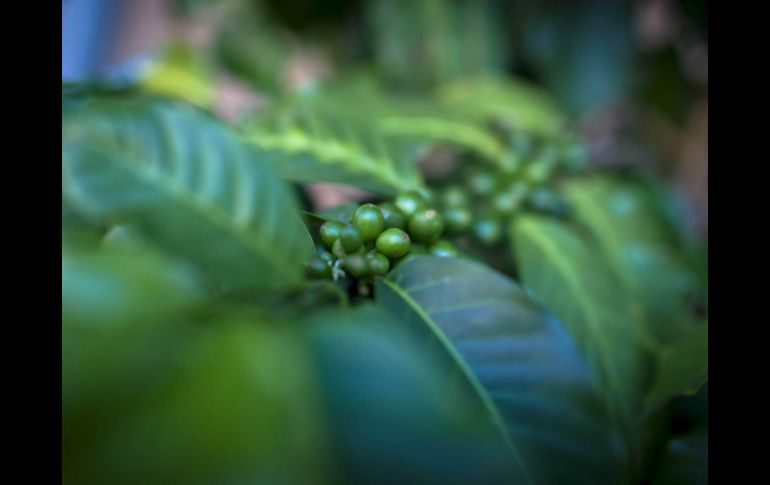 Detalle de una planta de café. ARCHIVO /