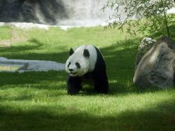 Exhibición, pretende concienciar sobre la destrucción del hábitat de osos panda, arquetipo de las especies en vías de extinción. ARCHIVO /