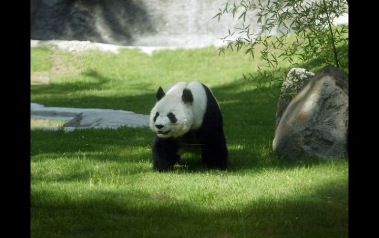 Exhibición, pretende concienciar sobre la destrucción del hábitat de osos panda, arquetipo de las especies en vías de extinción. ARCHIVO /