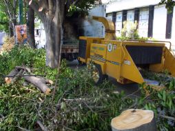 Si tienes desechos de podas, las autoridades municipales pasan a tu casa y las recogen sin costo. ARCHIVO /