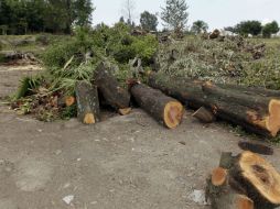 En promedio, al día se recogen de 45 a 55 metros cúbicos de maleza en Tonalá, los cuales se procesan y se reutilizan.  /