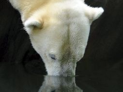 El hielo del Ártico se está derritiendo, aumentando el nivel de los océanos. ARCHIVO /