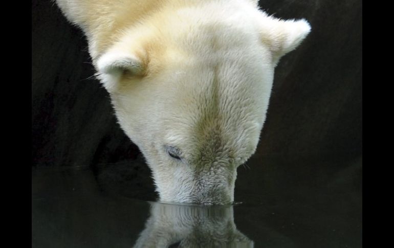 El hielo del Ártico se está derritiendo, aumentando el nivel de los océanos. ARCHIVO /