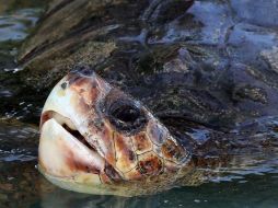 La amenaza que se cierne sobre las tortugas es de origen natural, pero altamente tóxica. ARCHIVO /