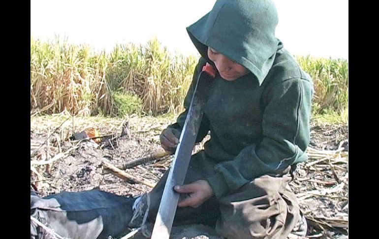 Se estima que 727 mil niños y adolescentes jornaleros laboran en el sector agrícola. ARCHIVO /