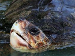 La exportación y venta de estos reptiles está prohibida en Alemania desde 1999. ARCHIVO /