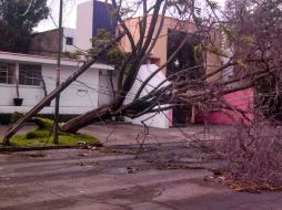 En la imagen un árbol que cayó tras la tormenta. Foto de la calle Francisco Rojas, entre Hidalgo y Morelos.  /