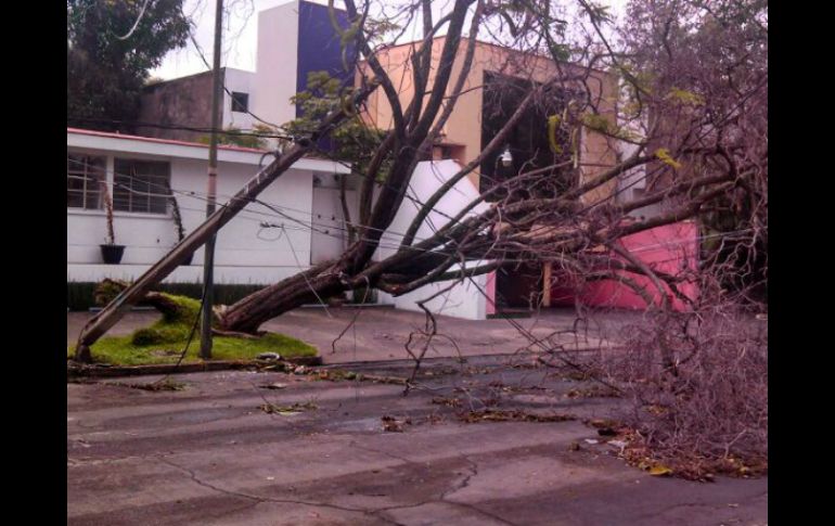 En la imagen un árbol que cayó tras la tormenta. Foto de la calle Francisco Rojas, entre Hidalgo y Morelos.  /