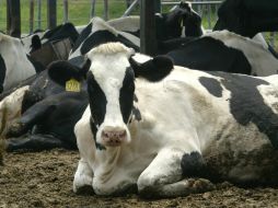 El temporal de lluvias ha favorecido al crecimiento de la producción de leche en Jalisco. ARCHIVO /