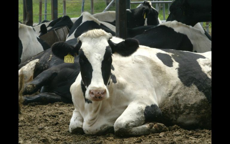 El temporal de lluvias ha favorecido al crecimiento de la producción de leche en Jalisco. ARCHIVO /