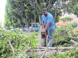 Mariano Otero aún lucía ayer un paisaje de árboles tirados. Hubo 89 semáforos dañados en toda la ciudad. EL INFORMADOR /