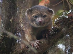 El Olinguito, al que se le consideraba hervíboro, resultó ser carnívoro, para sorpresa de los estudiosos. AP /