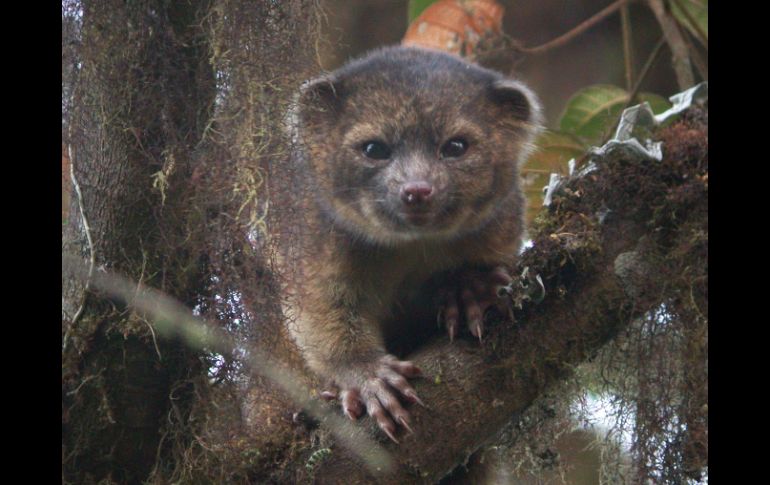 El Olinguito, al que se le consideraba hervíboro, resultó ser carnívoro, para sorpresa de los estudiosos. AP /