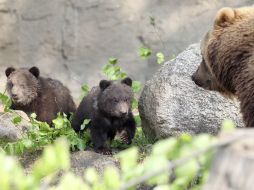 Un grupo de excursionistas fue atacado por la madre de un ozesno en el parque Natural de Yellowstone. ARCHIVO /