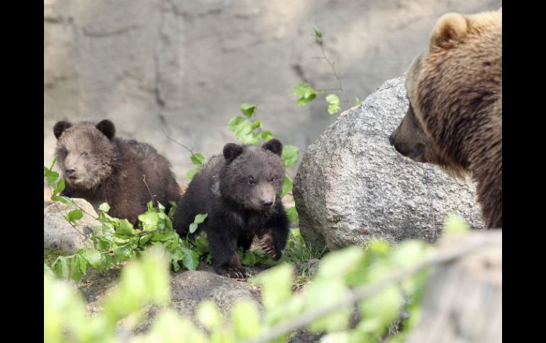 Un grupo de excursionistas fue atacado por la madre de un ozesno en el parque Natural de Yellowstone. ARCHIVO /