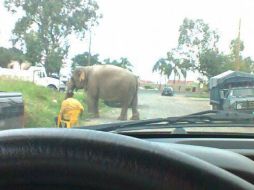 Bomberos explican que el elefante caminaba dentro de los terrenos del circo al que pertenece. Imagen del Facebook Ricardo Ramos. ESPECIAL /