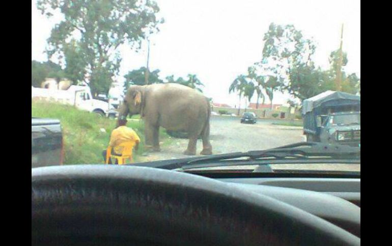 Bomberos explican que el elefante caminaba dentro de los terrenos del circo al que pertenece. Imagen del Facebook Ricardo Ramos. ESPECIAL /